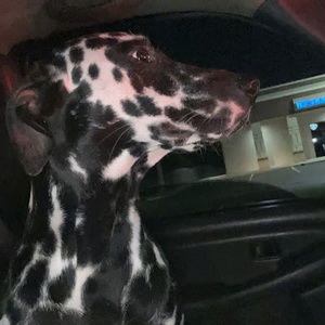 Meet your Posher, Frinch